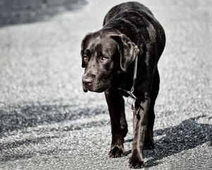 Preview wallpaper labrador, dog, walk, black