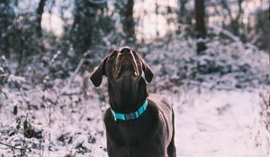 Preview wallpaper labrador, dog, walk, snow