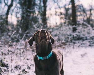 Preview wallpaper labrador, dog, walk, snow