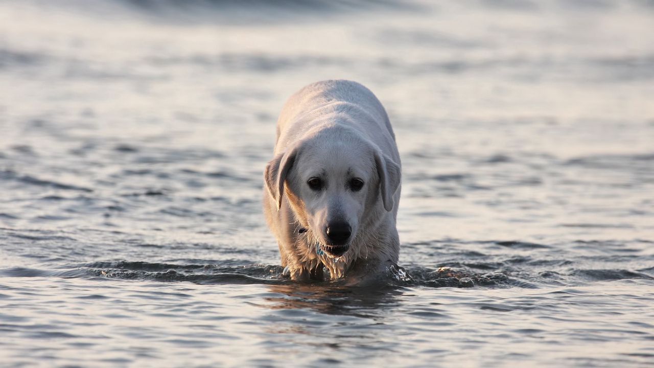 Wallpaper labrador, dog, water, wet