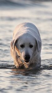 Preview wallpaper labrador, dog, water, wet