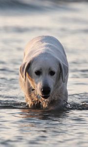 Preview wallpaper labrador, dog, water, wet