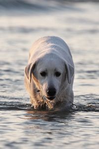 Preview wallpaper labrador, dog, water, wet