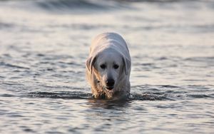 Preview wallpaper labrador, dog, water, wet