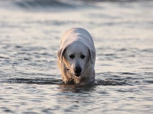 Preview wallpaper labrador, dog, water, wet