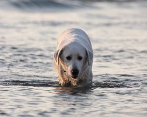 Preview wallpaper labrador, dog, water, wet