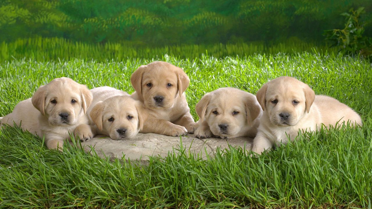 Wallpaper labrador, puppies, grass, dogs