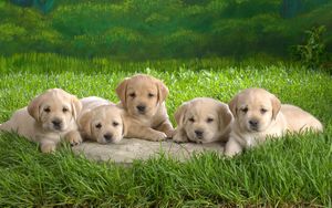 Preview wallpaper labrador, puppies, grass, dogs