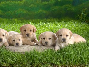 Preview wallpaper labrador, puppies, grass, dogs