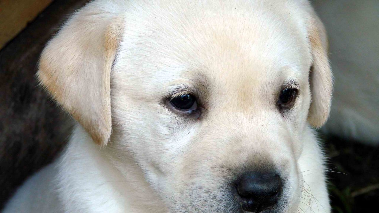 Wallpaper labrador, puppy, dog, face, eyes, sadness