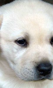 Preview wallpaper labrador, puppy, dog, face, eyes, sadness