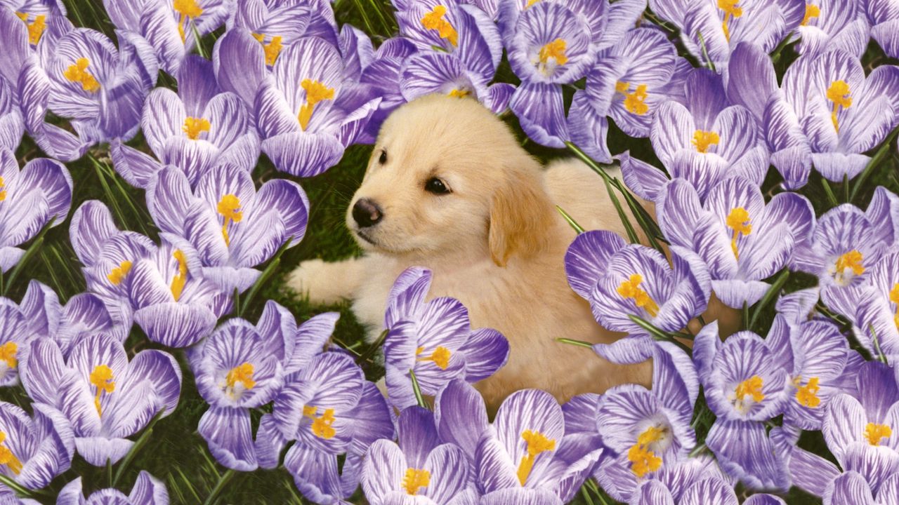 Wallpaper labrador, puppy, flowers