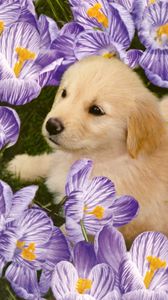 Preview wallpaper labrador, puppy, flowers