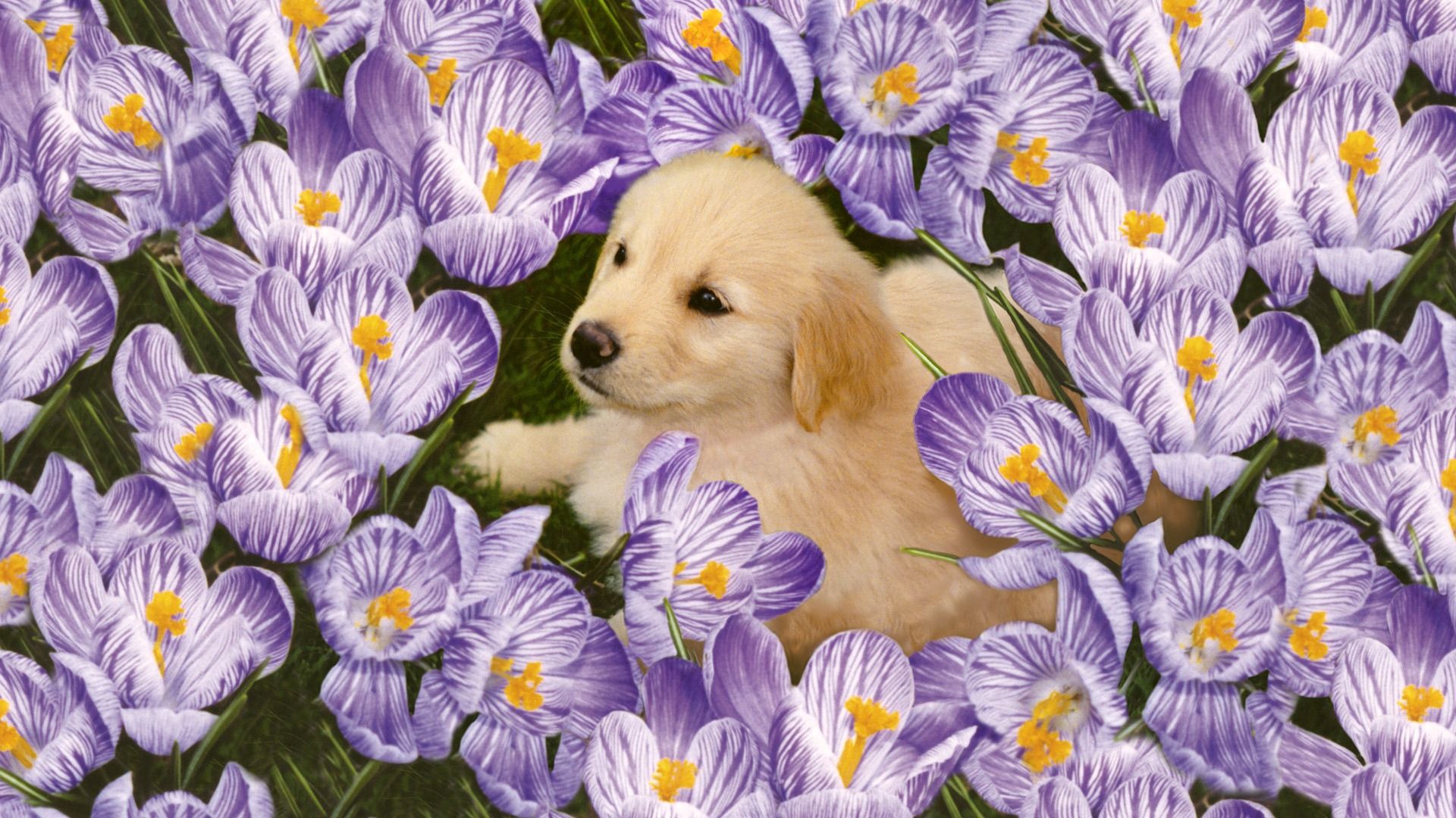 Download wallpaper 1920x1080 labrador, puppy, flowers hd background