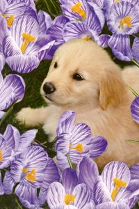 Preview wallpaper labrador, puppy, flowers