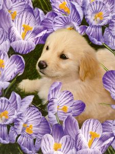 Preview wallpaper labrador, puppy, flowers