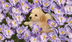 Preview wallpaper labrador, puppy, flowers