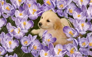 Preview wallpaper labrador, puppy, flowers