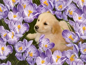 Preview wallpaper labrador, puppy, flowers