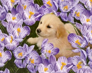 Preview wallpaper labrador, puppy, flowers