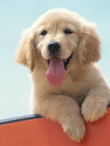 Labrador puppy old mobile, cell phone, smartphone wallpapers hd, desktop backgrounds 240x320 downloads, images and pictures Labrador puppy old mobile, cell phone, smartphone wallpapers hd, desktop backgrounds 240x320 downloads, images and pictures