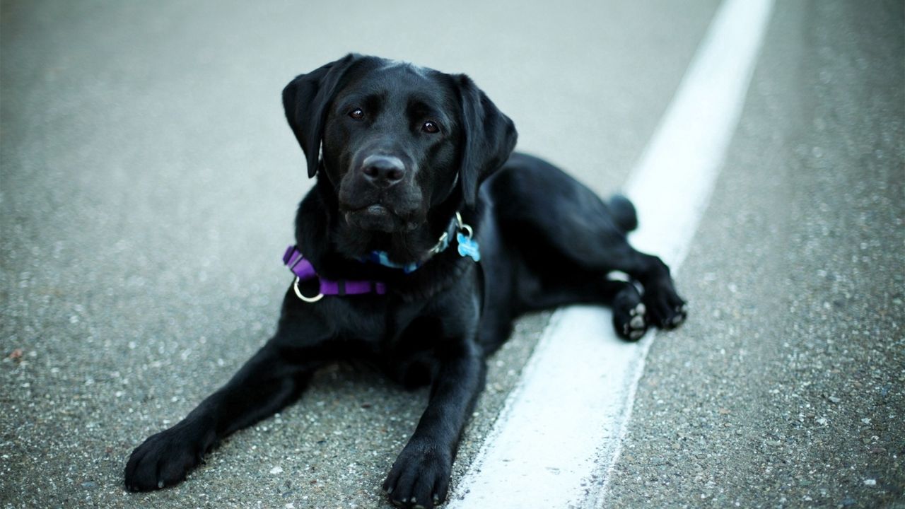 Wallpaper labrador, retriever, black, lying