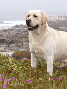 Labrador old mobile, cell phone, smartphone wallpapers hd, desktop  backgrounds 240x320, images and pictures