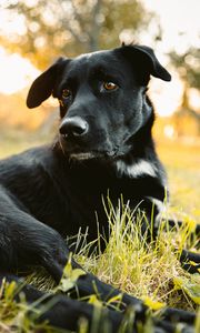 Preview wallpaper labrador retriever, dog, black, view