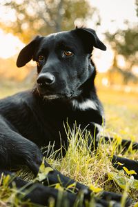 Preview wallpaper labrador retriever, dog, black, view