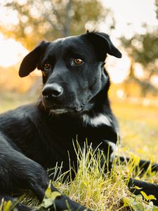 Preview wallpaper labrador retriever, dog, black, view