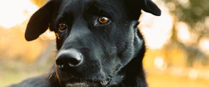 Preview wallpaper labrador retriever, dog, black, view