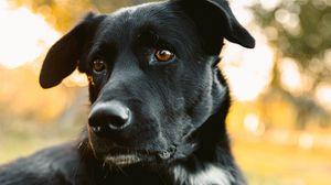 Preview wallpaper labrador retriever, dog, black, view