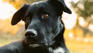 Preview wallpaper labrador retriever, dog, black, view