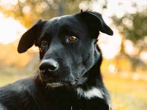 Preview wallpaper labrador retriever, dog, black, view