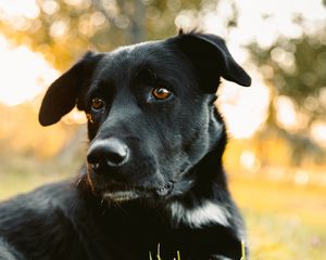 Preview wallpaper labrador retriever, dog, black, view