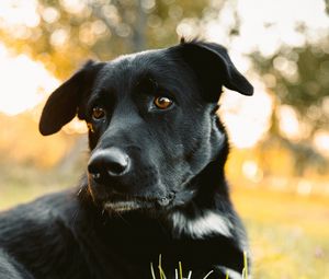 Preview wallpaper labrador retriever, dog, black, view