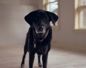 Preview wallpaper labrador retriever, dog, collar