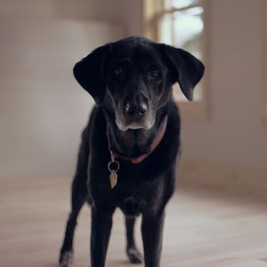 Preview wallpaper labrador retriever, dog, collar