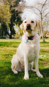 Preview wallpaper labrador retriever, dog, pet, glance, grass