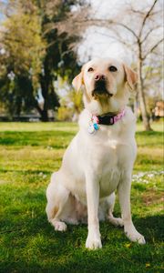 Preview wallpaper labrador retriever, dog, pet, glance, grass