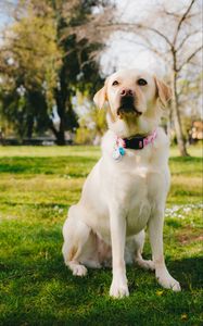Preview wallpaper labrador retriever, dog, pet, glance, grass