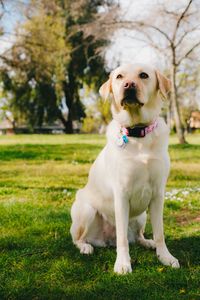 Preview wallpaper labrador retriever, dog, pet, glance, grass