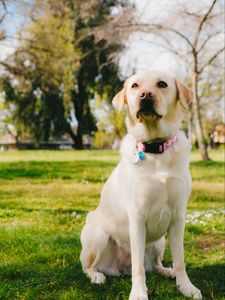 Preview wallpaper labrador retriever, dog, pet, glance, grass