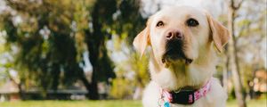 Preview wallpaper labrador retriever, dog, pet, glance, grass