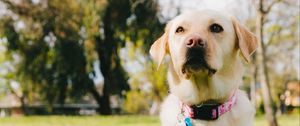 Preview wallpaper labrador retriever, dog, pet, glance, grass