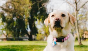 Preview wallpaper labrador retriever, dog, pet, glance, grass