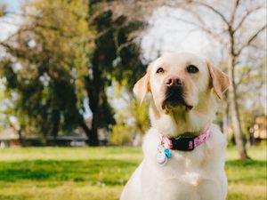 Preview wallpaper labrador retriever, dog, pet, glance, grass