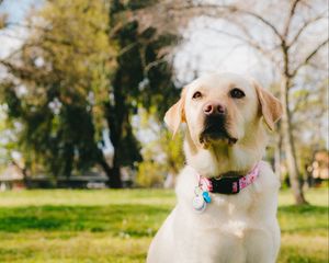 Preview wallpaper labrador retriever, dog, pet, glance, grass