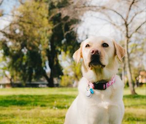 Preview wallpaper labrador retriever, dog, pet, glance, grass