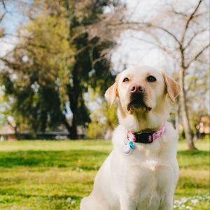 Preview wallpaper labrador retriever, dog, pet, glance, grass